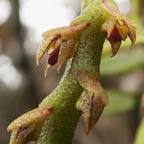 Bulbophyllum sambiranense (5).JPG